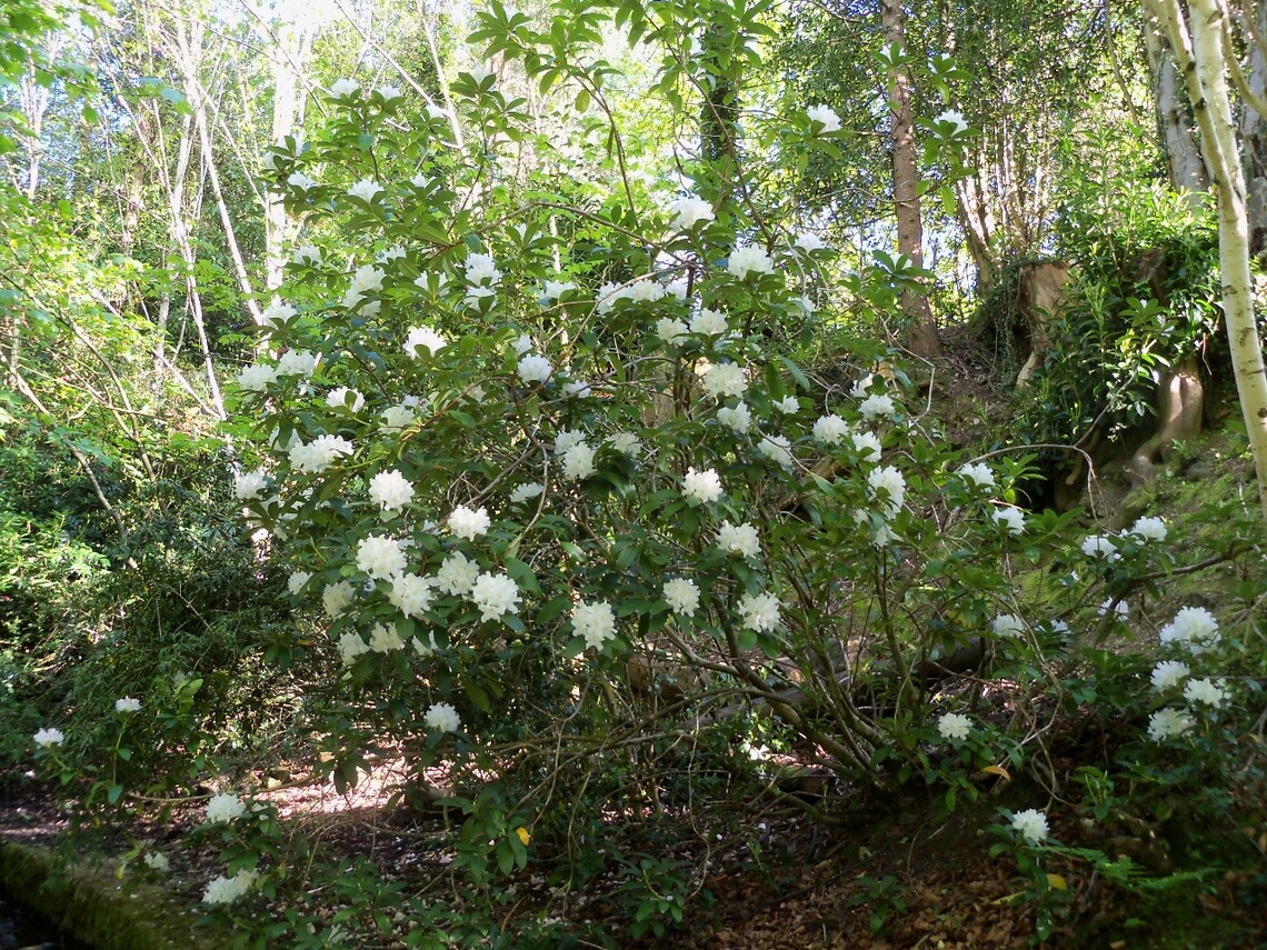 Rhododendron in Lower Glen May 2015