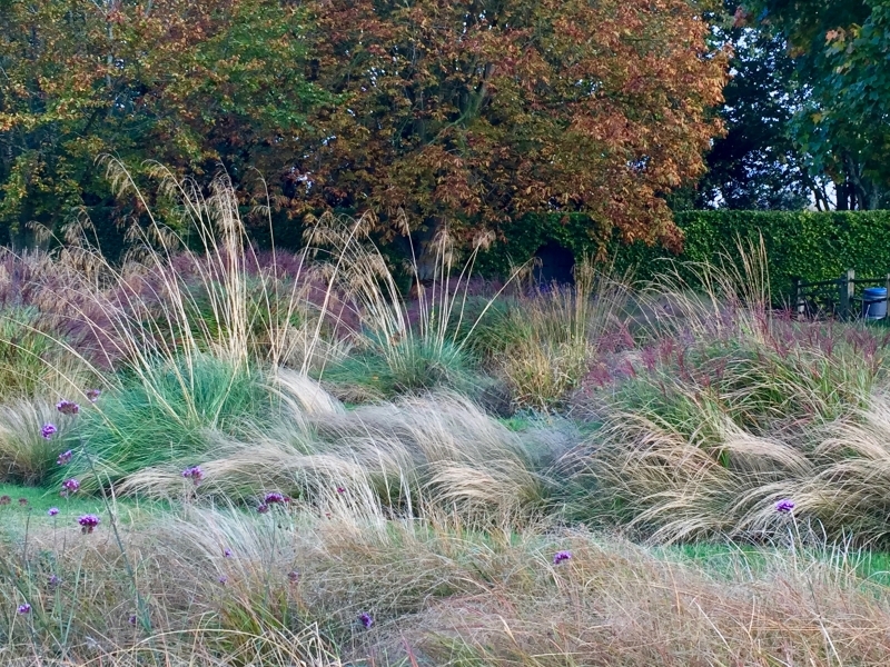 The Grange - prairie planting with grasses