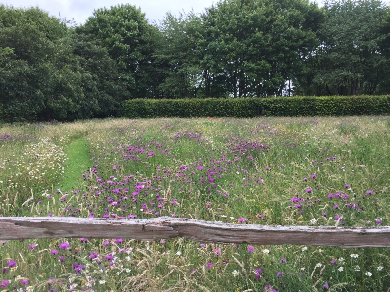 The Grange - wildflower meadow